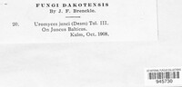 Uromyces junci image